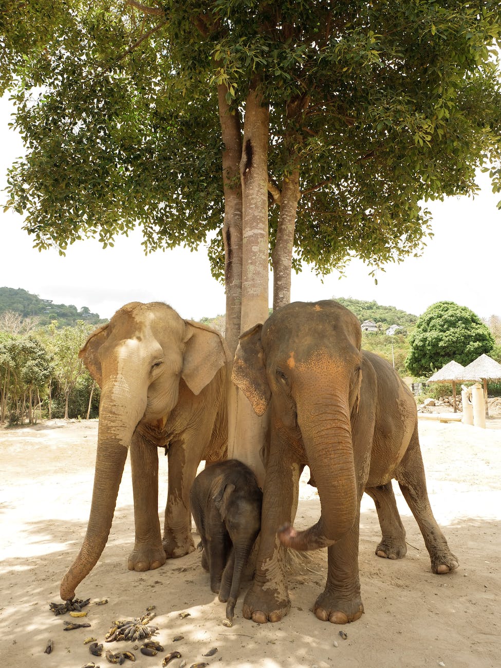 group of elephants leaning on tree
